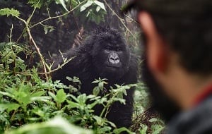 Rwanda: Gorillas in the Mist (8 Day Tour)