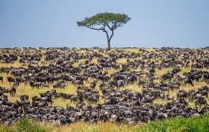 Tanzania Migration Safari